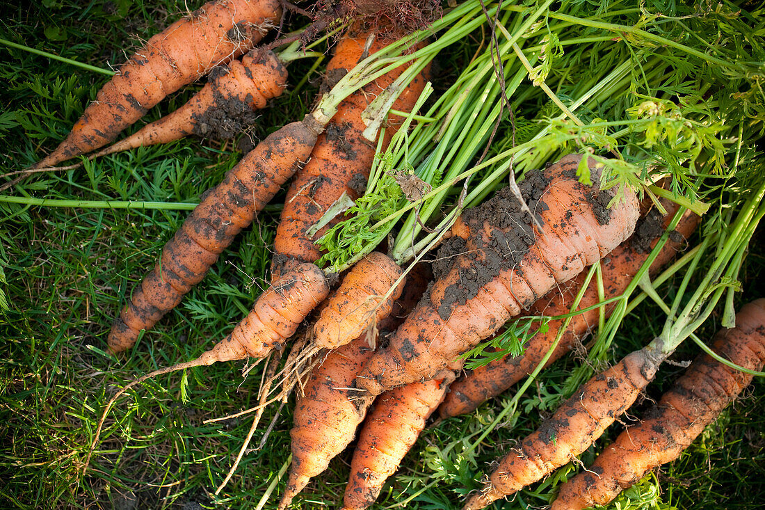 Close-up of freshly harvested carrots