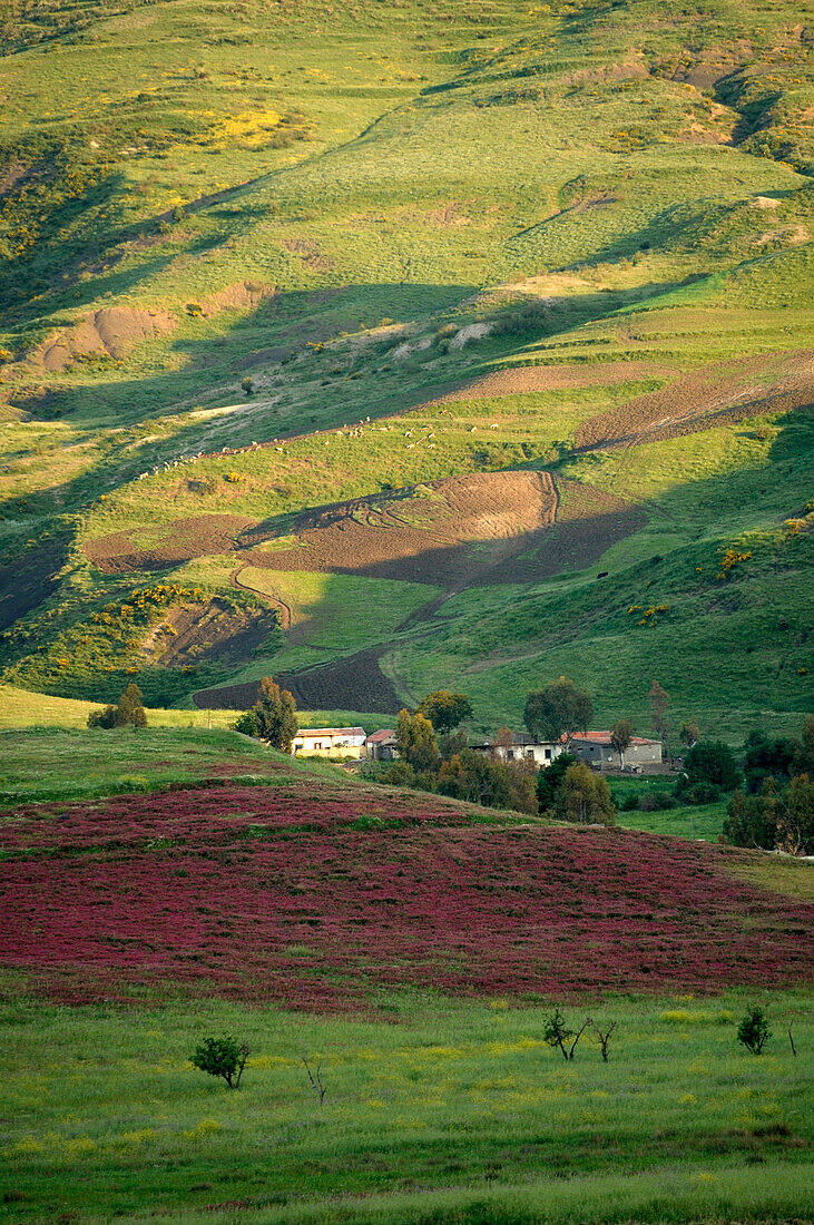 Algeria, Kabylia, landscape near Djemila