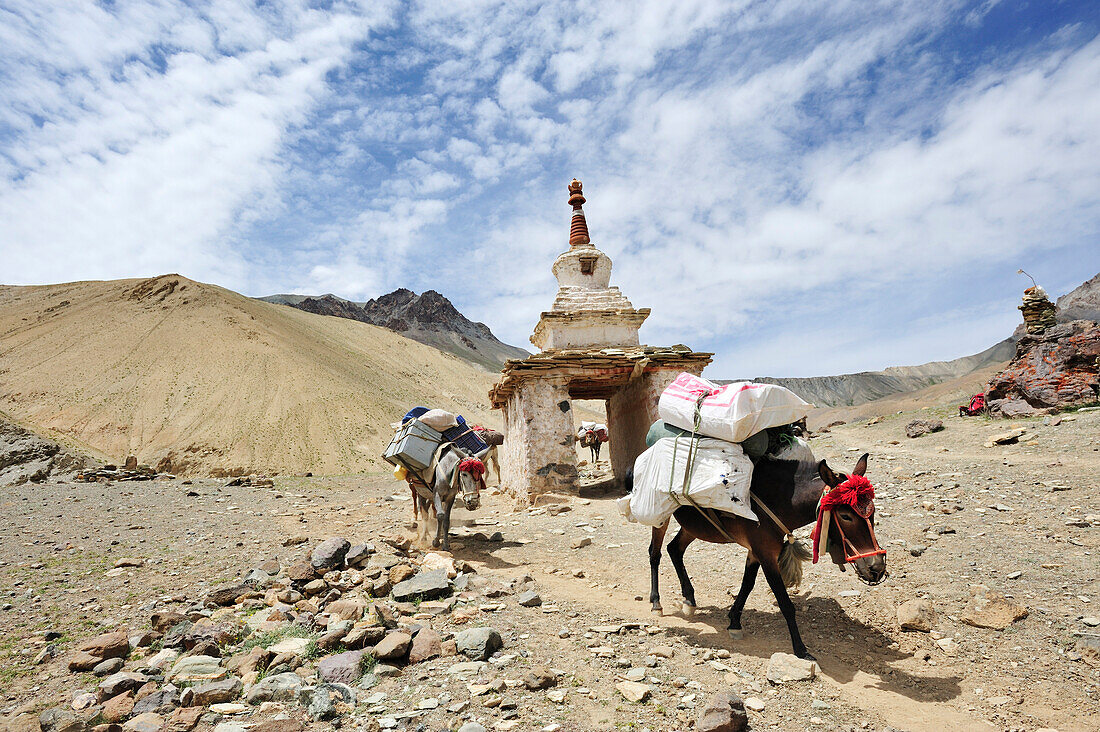 Tragtiere passieren Stupa, Maultier, Abstieg vom Pass Sirsir La nach Photoksar, Großer Zanskar Trek, Zanskargebirge, Zanskar, Ladakh, Indien