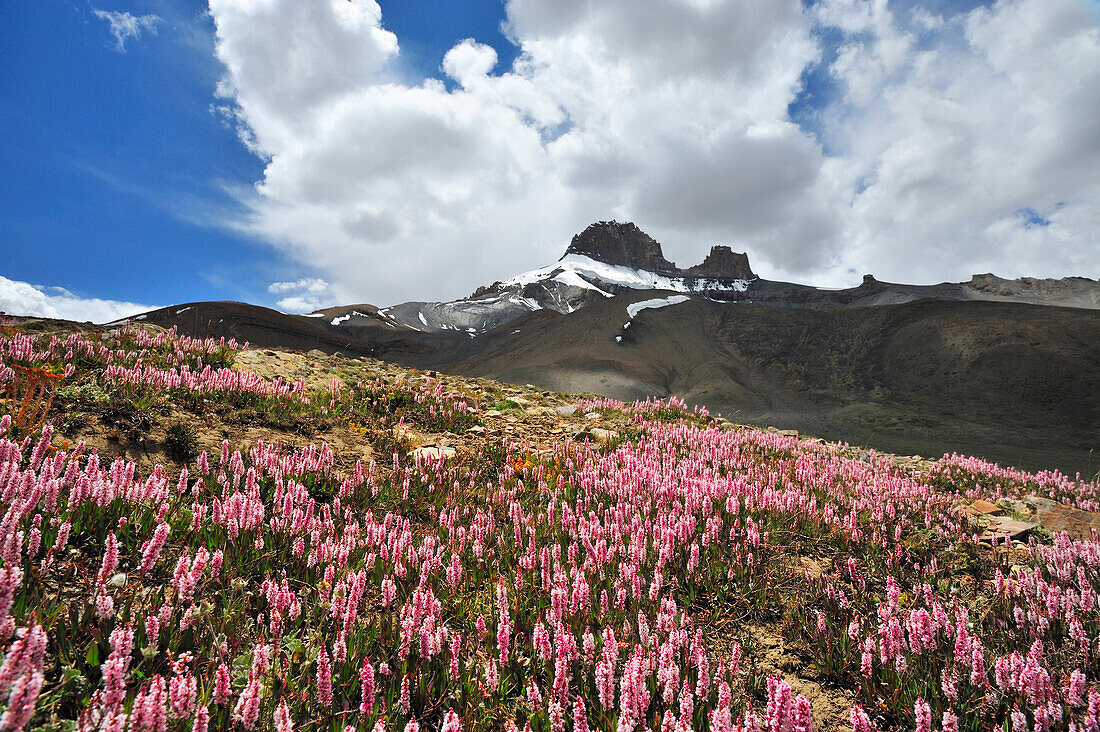 Blumenwiese mit vergletschertem Berg im Hintergrund, Pass bei Photoksar, Sengi La, Sengge La, Großer Zanskar Trek, Zanskargebirge, Zanskar, Ladakh, Indien