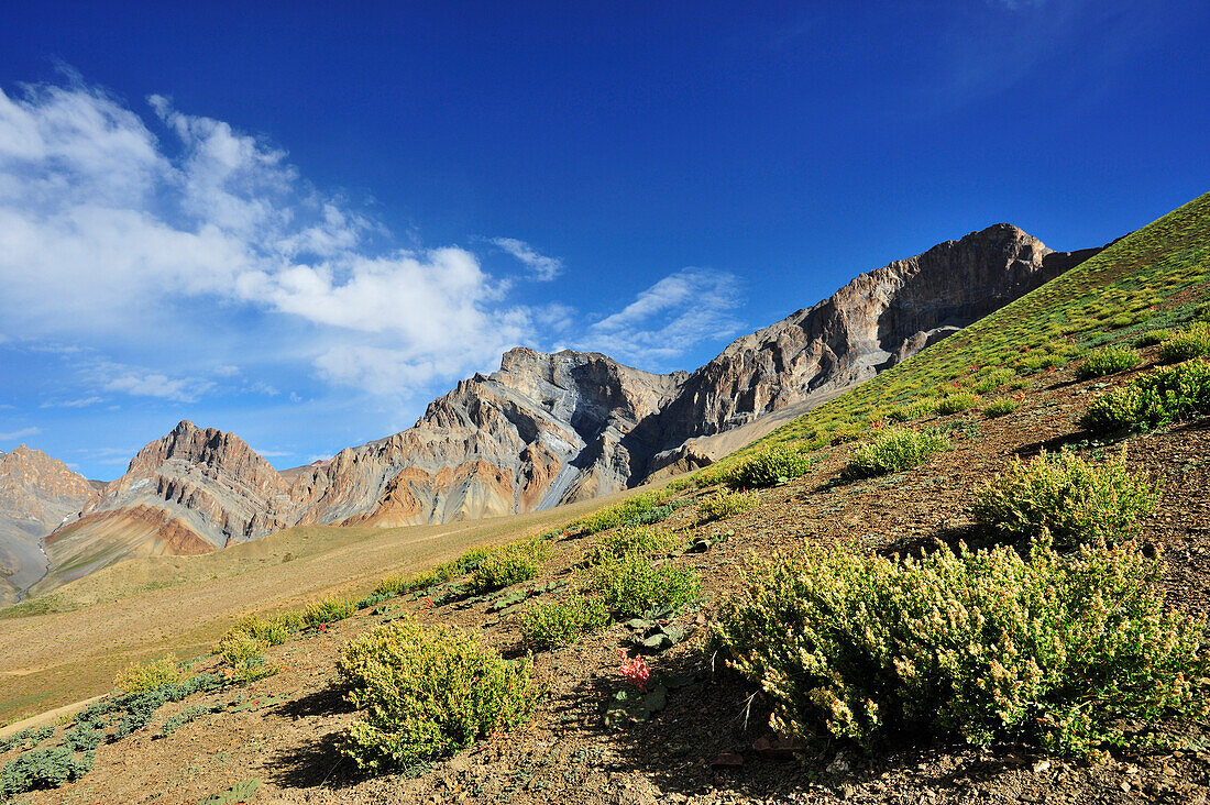 Karger Pflanzenbewuchs im Wüstenklima, Sengi La, Sengge La, Großer Zanskar Trek, Zanskargebirge, Zanskar, Ladakh, Indien