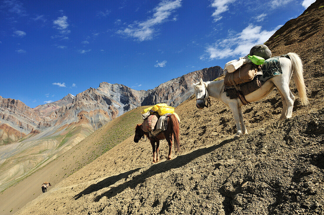 Horses as pack animals descending from pass, Kiupa La, Zanskar Range Traverse, Zanskar Range, Zanskar, Ladakh, India