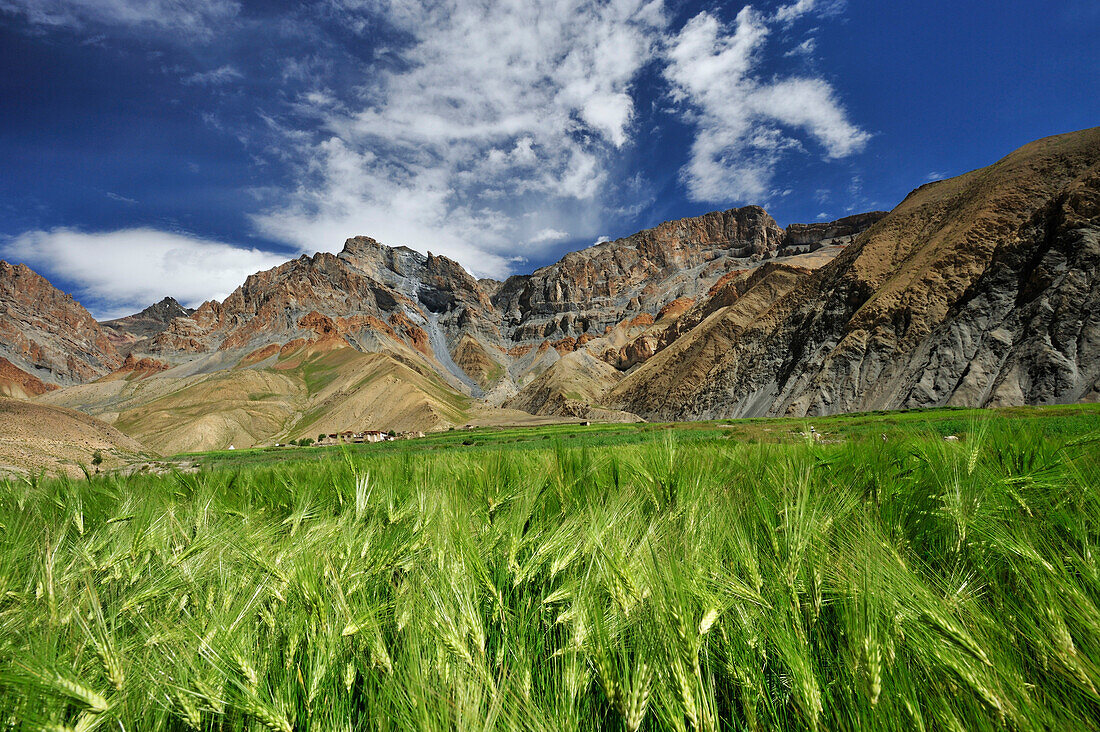 Village of Gongma with corn fields, Zanskar Range Traverse, Zanskar Range, Zanskar, Ladakh, India