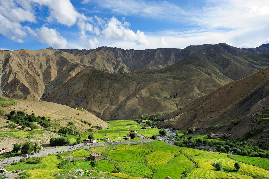 Getreidefelder im Tal unterhalb Lingshed, Lingshed, Großer Zanskar Trek, Zanskargebirge, Zanskar, Ladakh, Indien