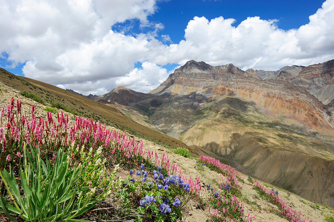 Karge Blumenwiese mit wüstenhaften Bergen im Hintergrund, Hanuma La, Lingshed, Großer Zanskar Trek, Zanskargebirge, Zanskar, Ladakh, Indien