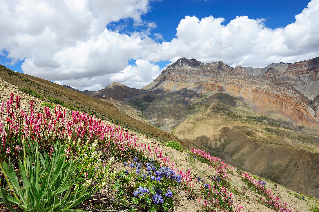 Meager meadow with flowers with desertlike mountains in background, Hanuma La, Lingshed, Zanskar Range Traverse, Zanskar Range, Zanskar, Ladakh, India