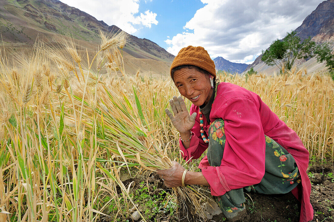 Frau erntet Getreide, Pigmo, Padum, Großer Zanskar Trek, Zanskargebirge, Zanskar, Ladakh, Indien
