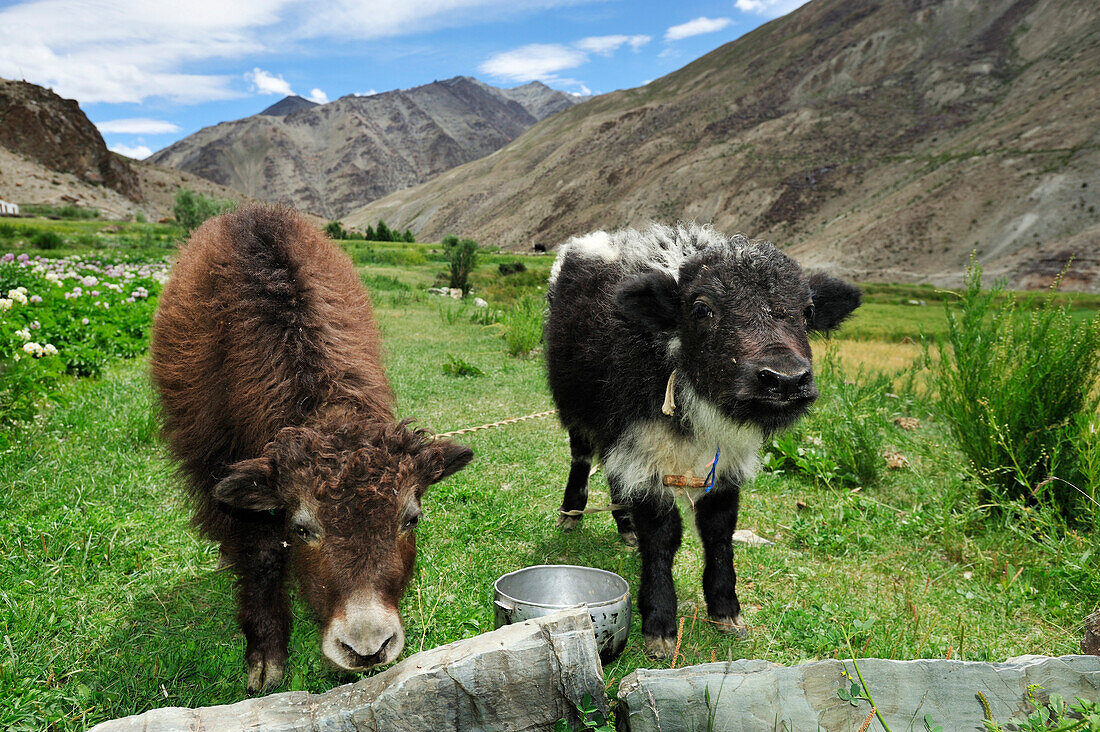 Yak-Kälber, Yak, zwischen Padum und Phuktal, Großer Zanskar Trek, Zanskargebirge, Zanskar, Ladakh, Indien