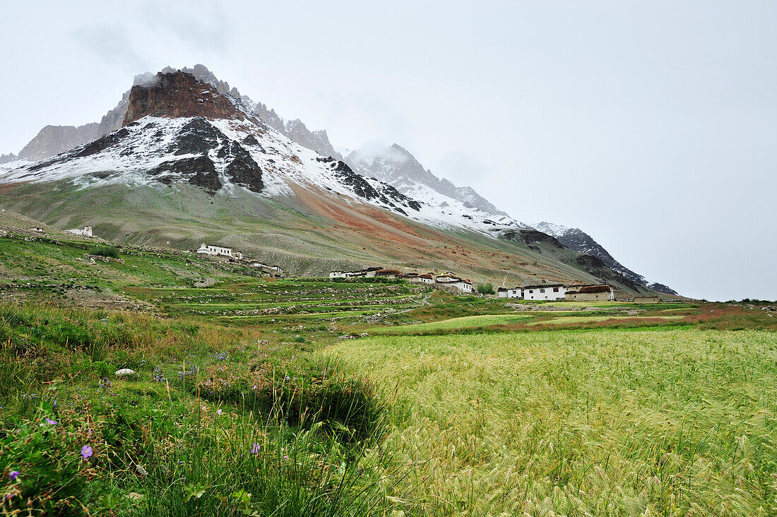 Dorf mit Getreidefeld unter frisch verschneiten Bergen, Lakang Sumdo, Großer Zanskar Trek, Zanskargebirge, Zanskar, Ladakh, Indien