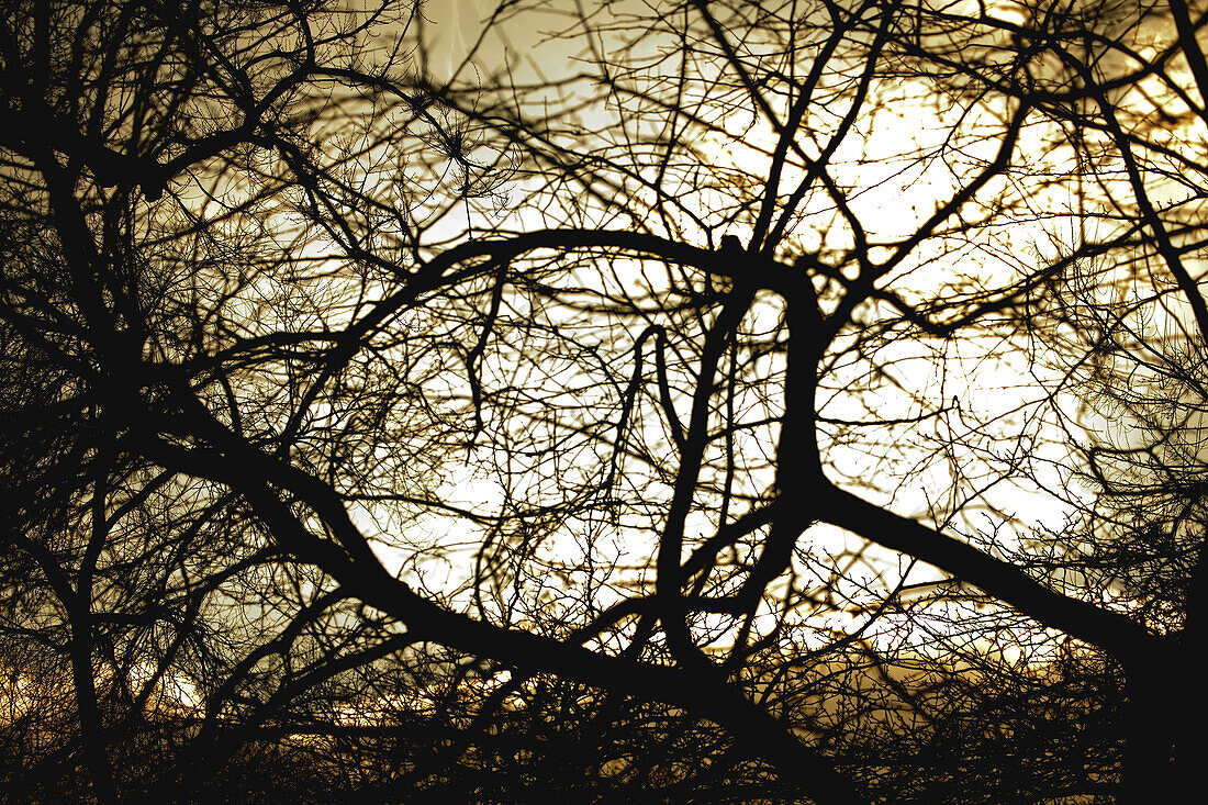 Sky Through Many Tree Branches, Cullman County, Alabama, USA