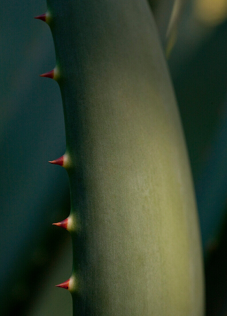 Cactus With Sharp Thorns, Close-Up