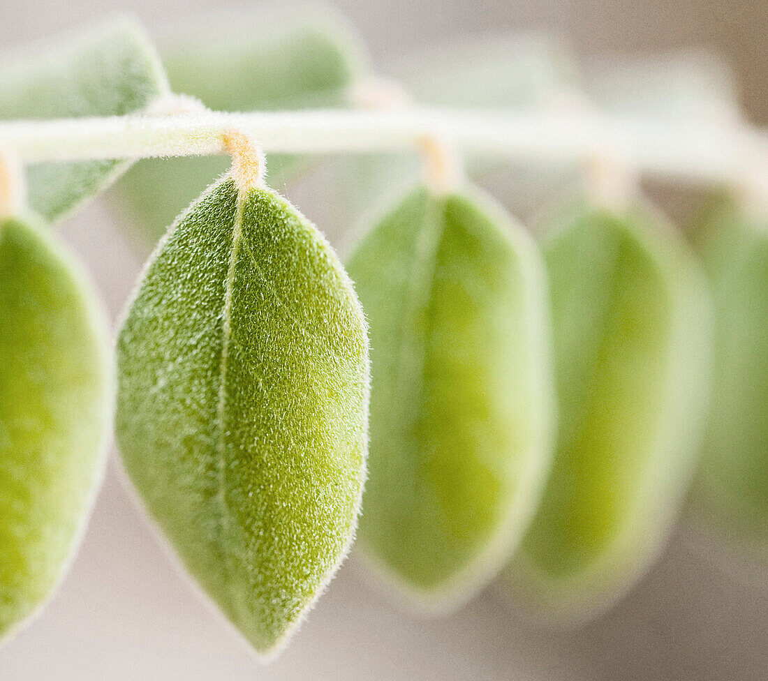 Green Leaves in Row, Close-Up