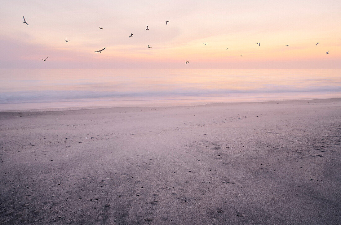 Seagulls Flying Over Beach at Sunrise, Vero Beach, Florida, USA