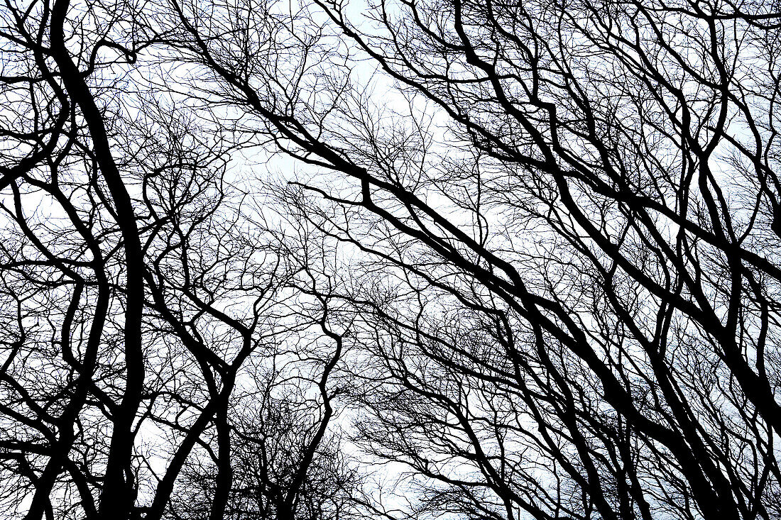 Bare Tree Branches Against Sky