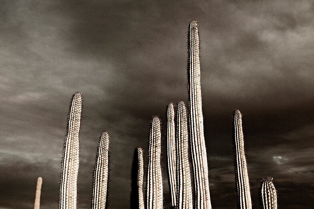Saguaro Cactus and Dramatic Gray Sky, Low Angle View, Sonora Desert, Arizona, USA