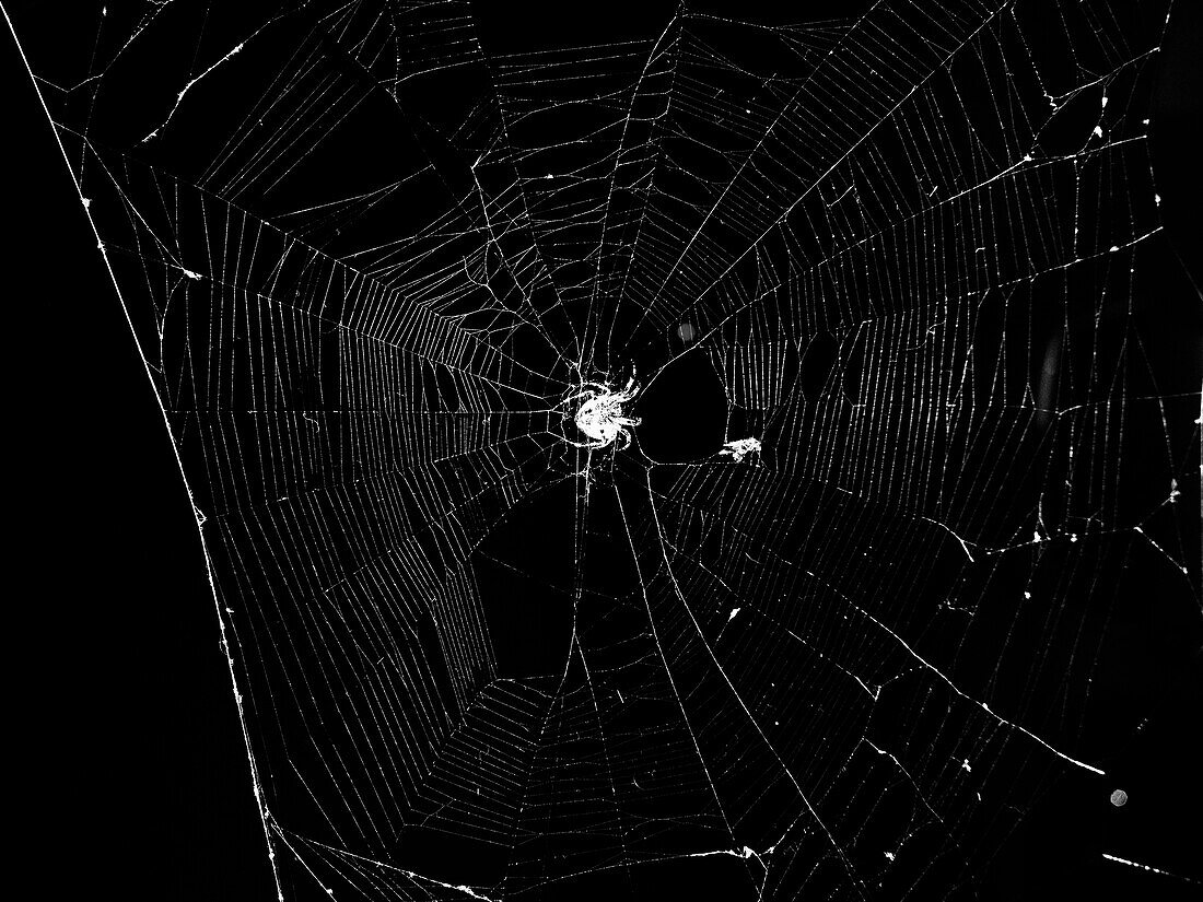 Spider and Web Against Black Background