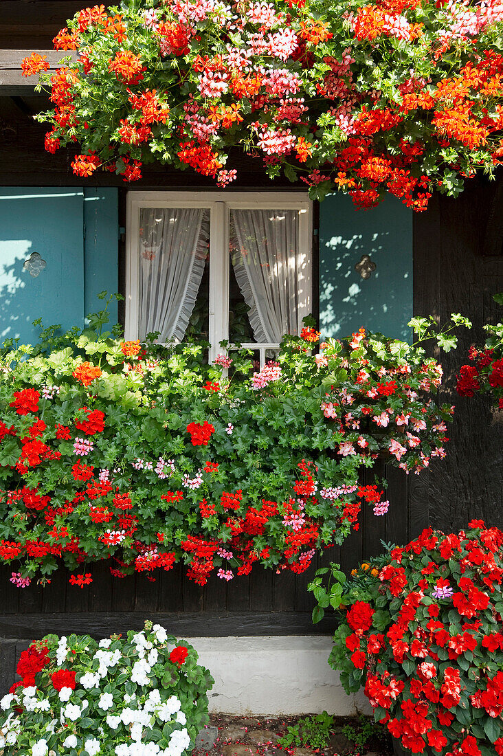 Traditional farmhouse with flower boxes in Glottertal, Black Forest, Baden-Wurttemberg, Germany