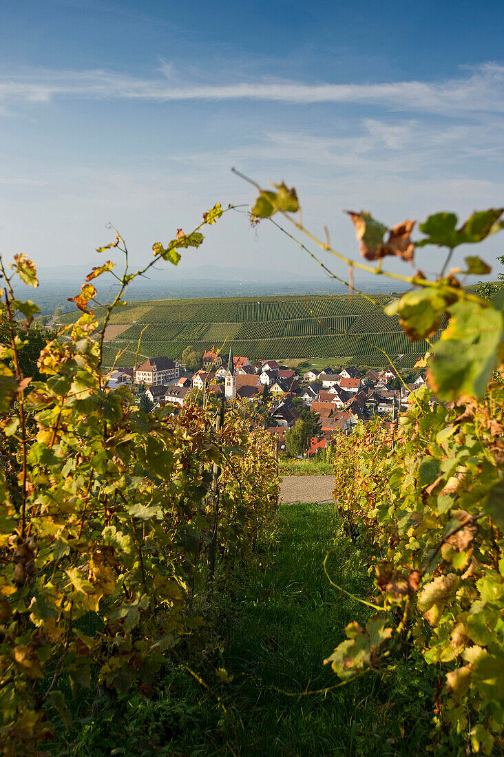 Vineyards in Ebringen, Markgraflerland, near Freiburg im Breisgau, Black Forest, Baden-Wurttemberg, Germany