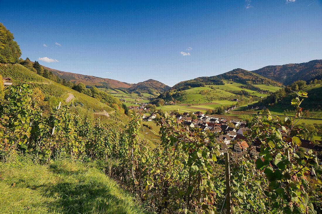 Weinreben in Glottertal, nahe Freiburg im Breisgau, Schwarzwald, Baden-Württemberg, Deutschland