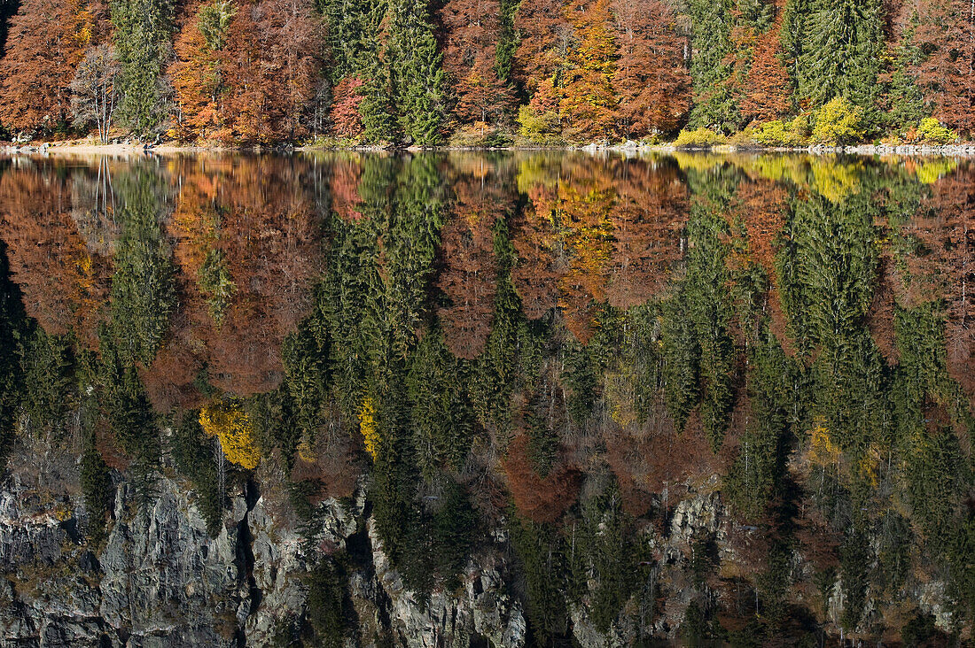 Spiegelung der Bäume im See, Feldsee, Feldberg, Schwarzwald, Baden-Württemberg, Deutschland
