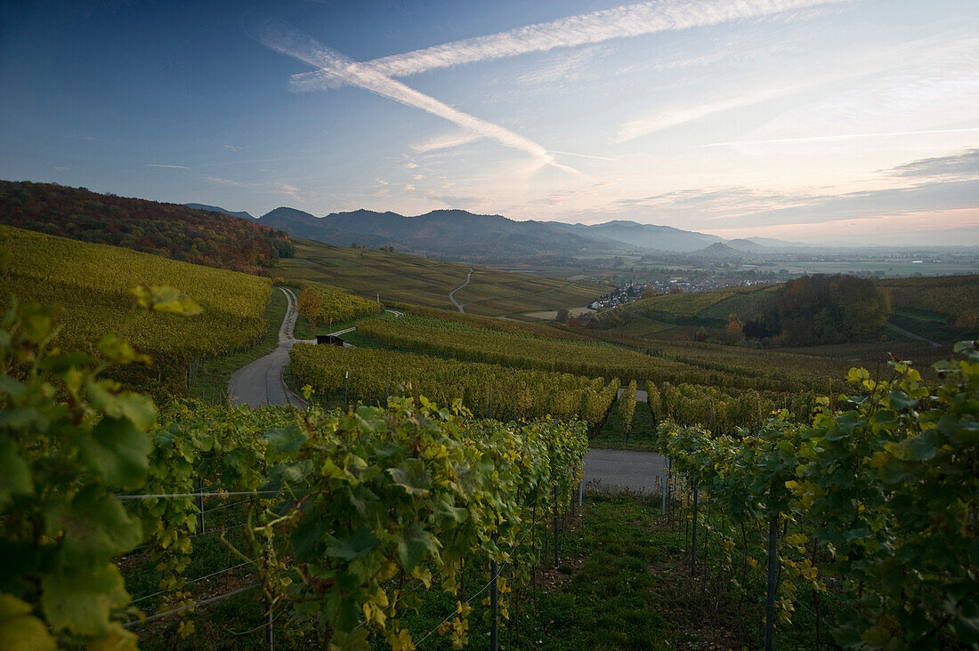 Vineyards in Markgraflerland, near Freiburg im Breisgau, Black Forest, Baden-Wurttemberg, Germany
