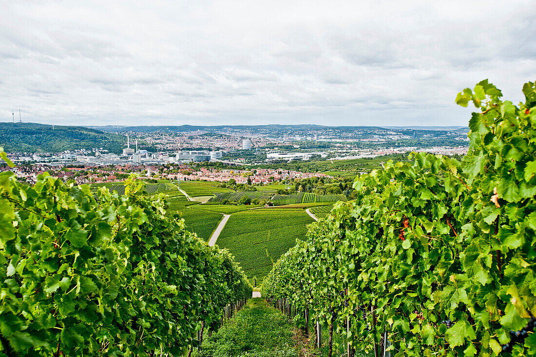 View towards Stuttgart through vineyards, Stuttgart, Baden-Wurttemberg, Germany