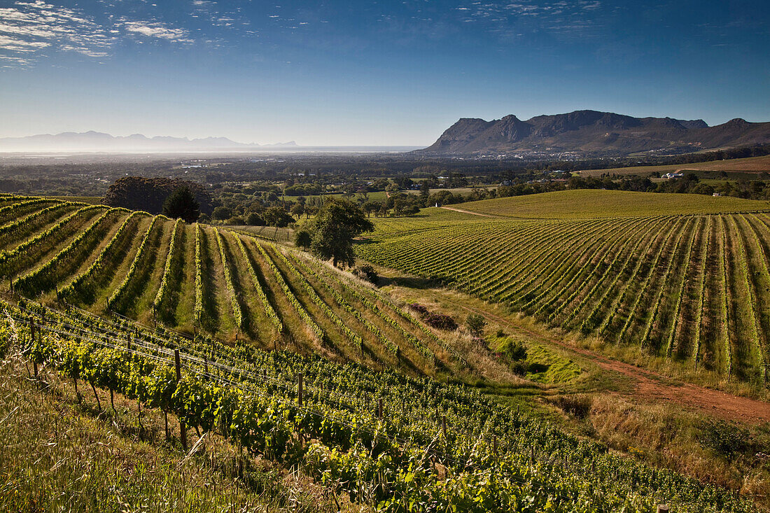 Blick über Weinberge des Weingutes Klein Constantia, Constantia, Kapstadt, Westkap, Südafrika, RSA, Afrika