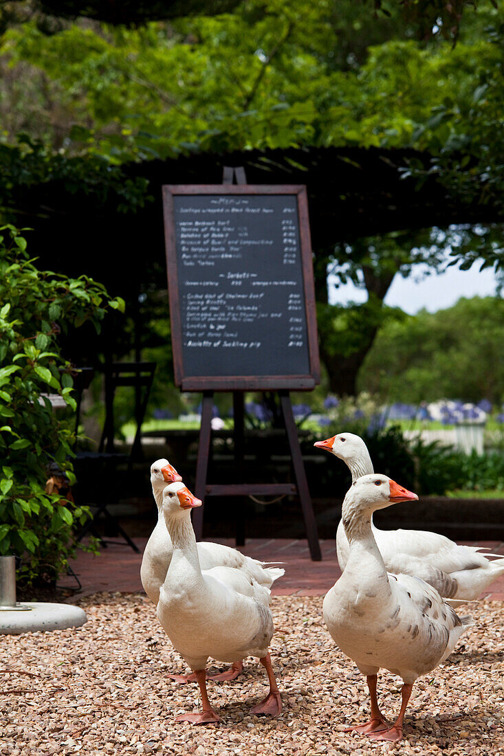 Garten Impression, Restaurant La Colombe, Constantia, Westkap, Südafrika, RSA, Afrika