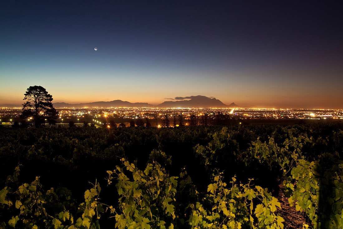 View onto vineyards of the winery Saxenburg towards Table Mountain at dusk, Stellenbosch, Western Cape, South Africa