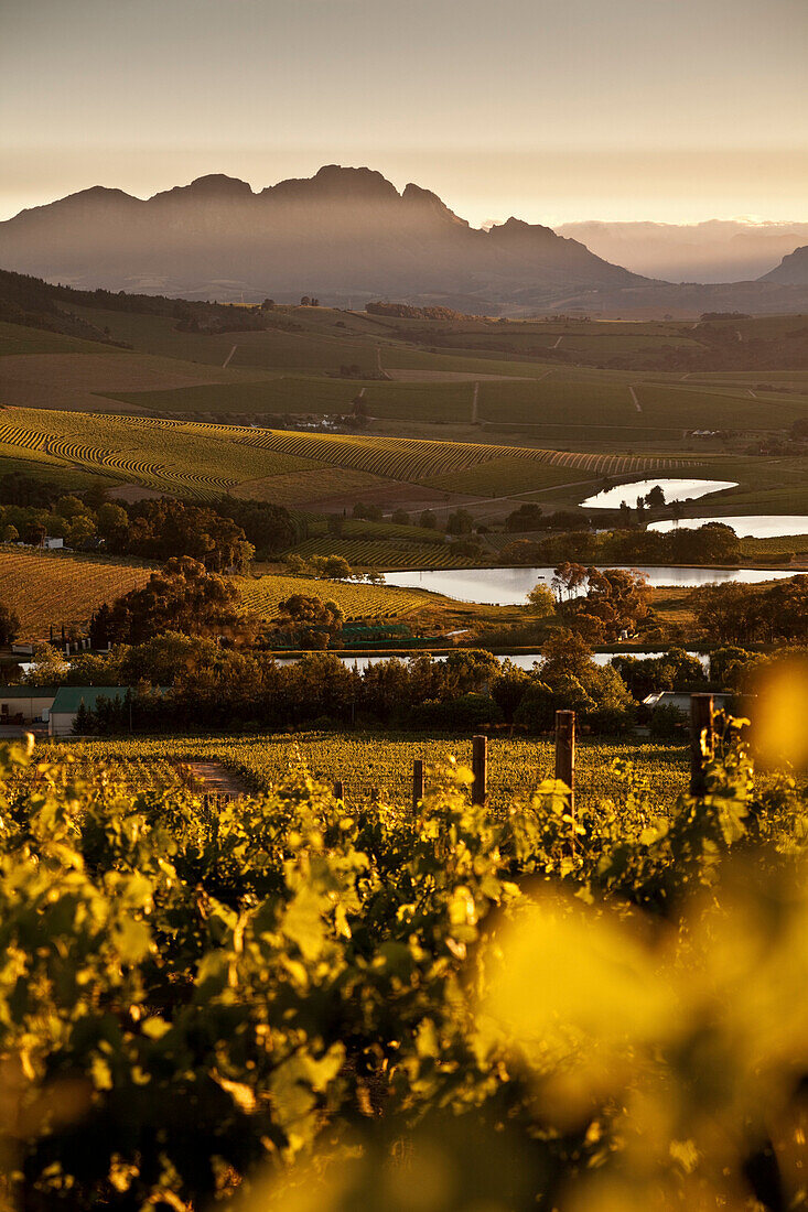 Blick über Weinberge des Weingutes Jordan bei Sonnenaufgang, Stellenbosch, Westkap, Südafrika, Afrika