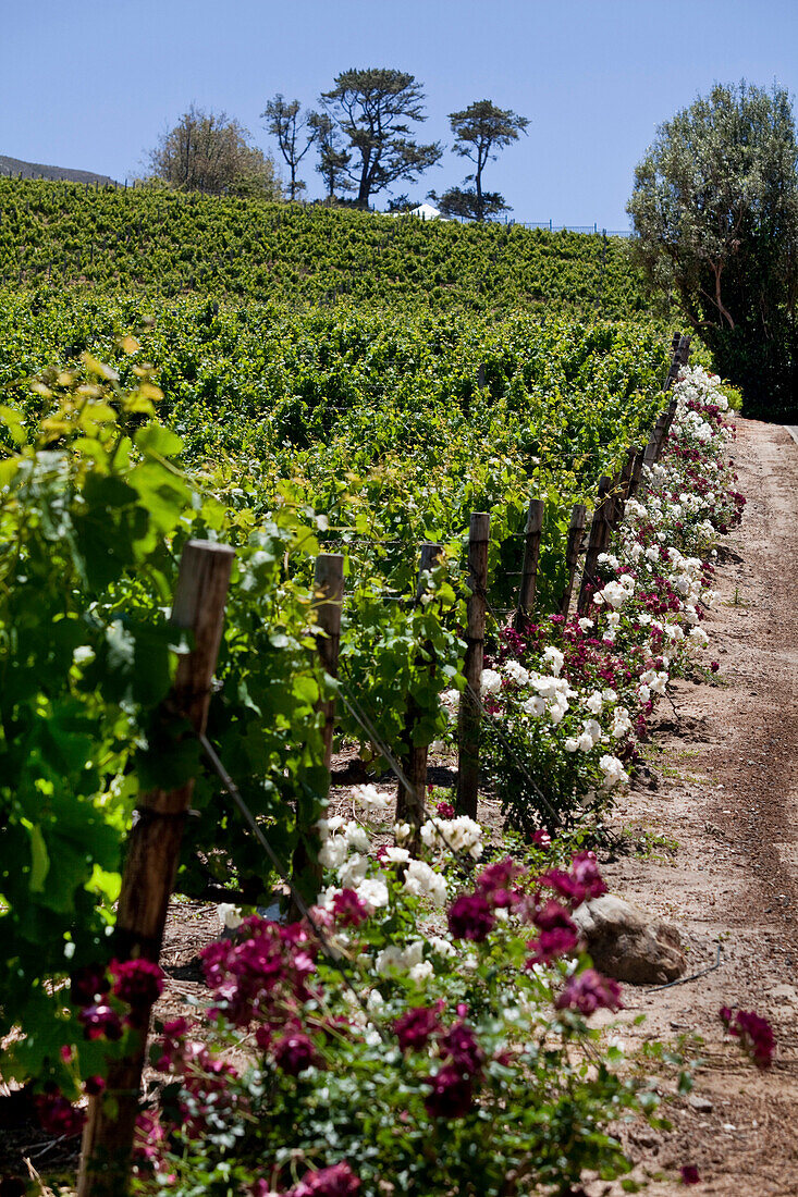 Blick über Weinberge des Weingutes Buitenverwachting, Constantia, Kapstadt, Westkap, Südafrika, RSA, Afrika