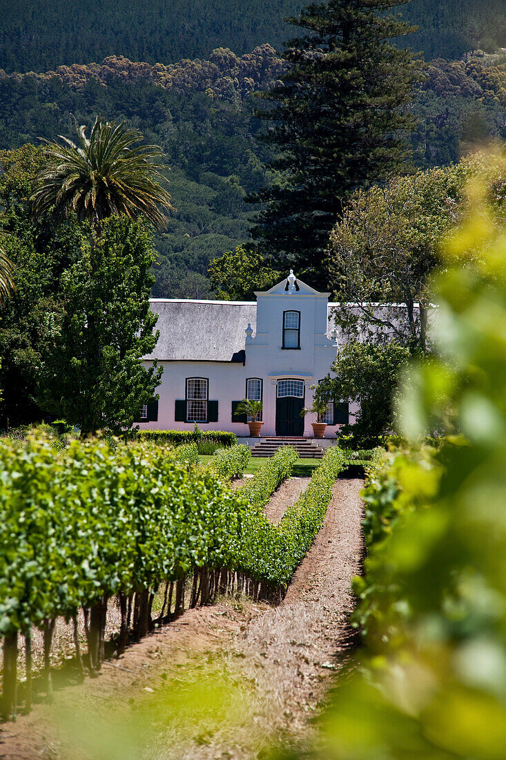 View onto the vineyards and manor house of Buitenverwachting Winery, Constantia, Cape Town, Western Cape, South Africa, RSA, Africa
