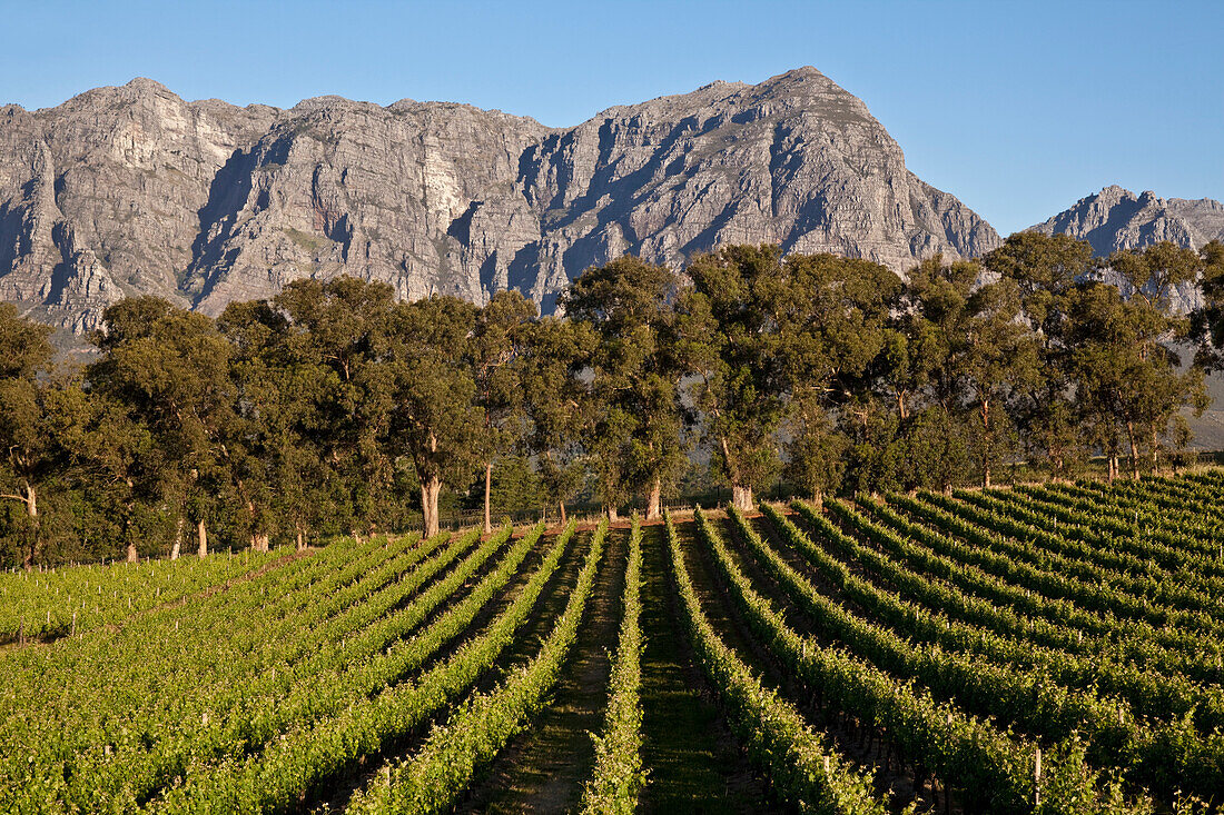 Blick über Weinberge des Weingutes Thelema zur Gebirgskette Groot Drakenstein, Stellenbosch, Westkap, Südafrika, Afrika