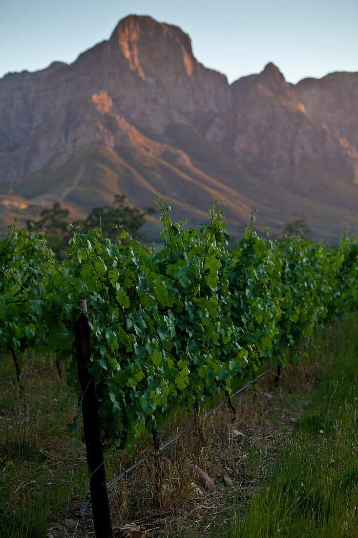 View onto the vineyards of Boschendahl Winery with Mountain Range Groot Drakenstein, Stellenbosch, Western Cape, South Africa