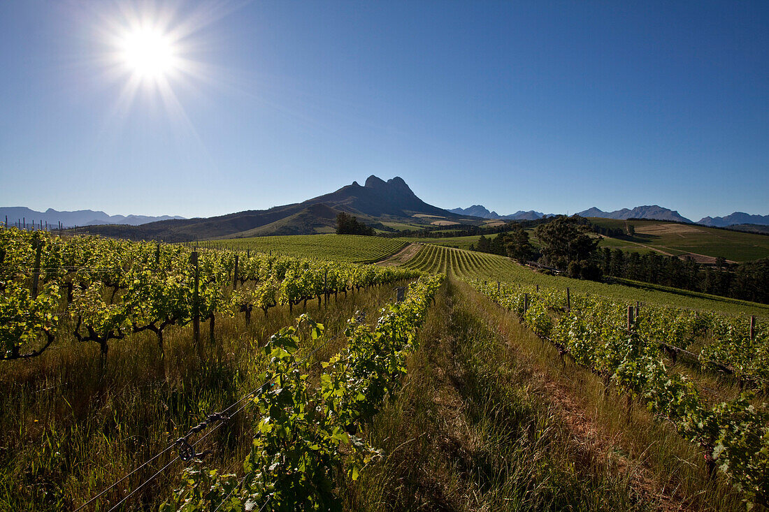 Blick über Weinberge des Weingutes Warwick zum Simonsberg, Stellenbosch, Westkap, Südafrika, Afrika