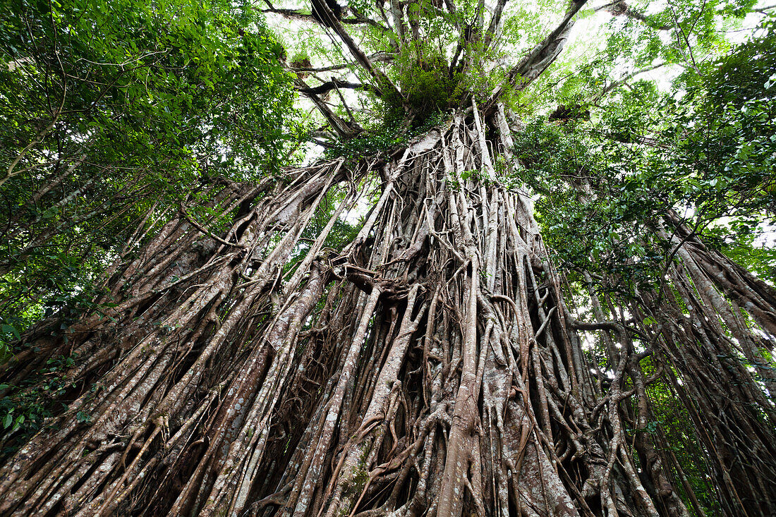 Würgefeige im Regenwald, Curtain Fig Tree Nationalpark, Atherton Tablelands, Queensland, Australien