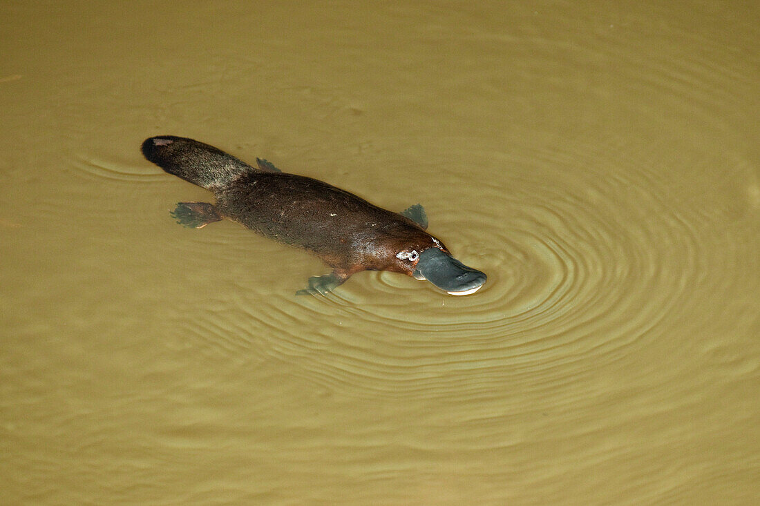Schwimmendes Schnabeltier, Ornithorhynchus anatinus, Atherton Tablelands, Queensland, Australien