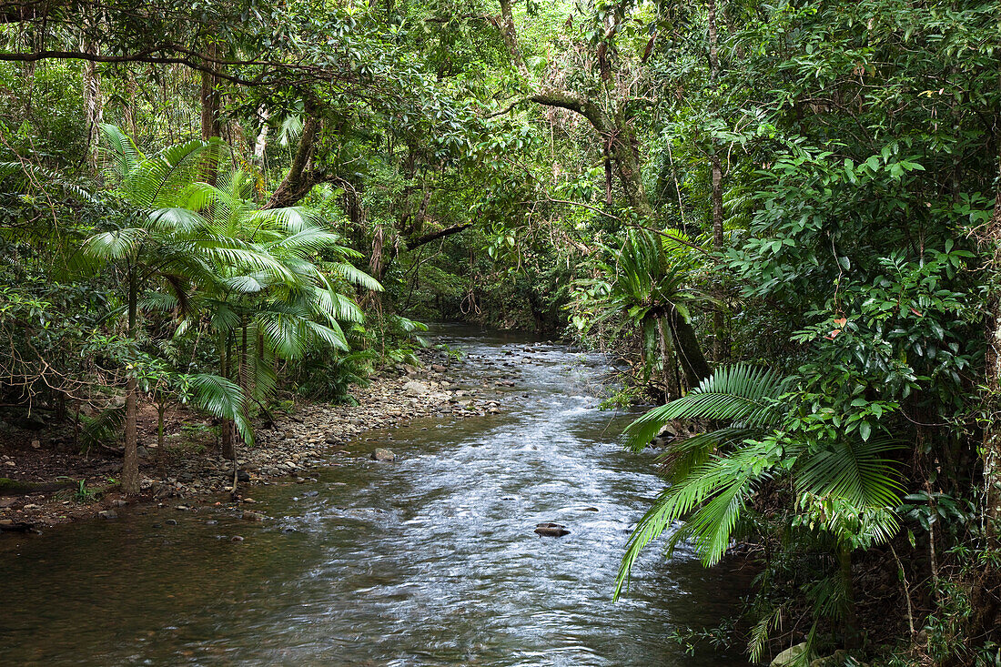 Oliver Creek in rainforest, Daintree National Park, North Queensland, Australia