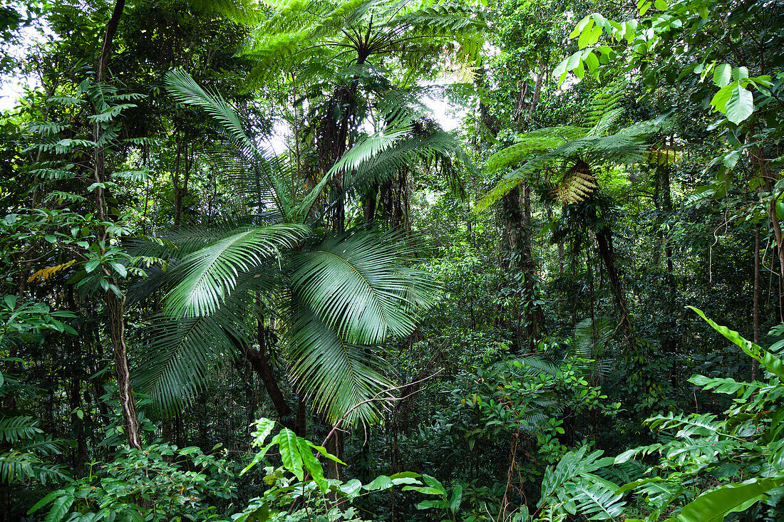 Regenwald, Daintree Nationalpark, Nord Queensland, Australien