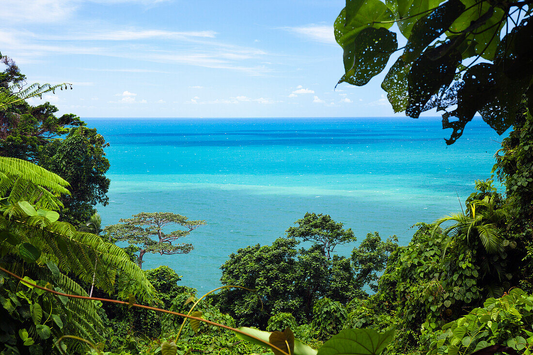 Regenwald am Cape Tribulation, Pazifischer Ozean, Nord Queensland, Australien