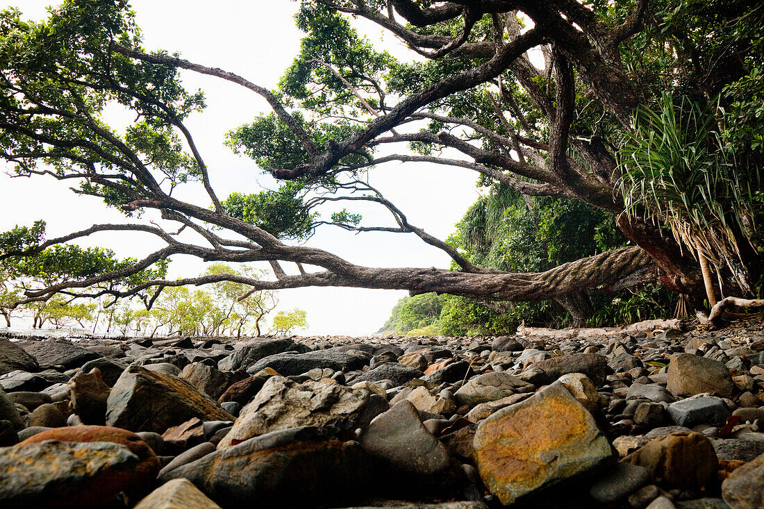 Bizarrer Baum an der Küste, Daintree Nationalpark, Nord Queensland, Australien