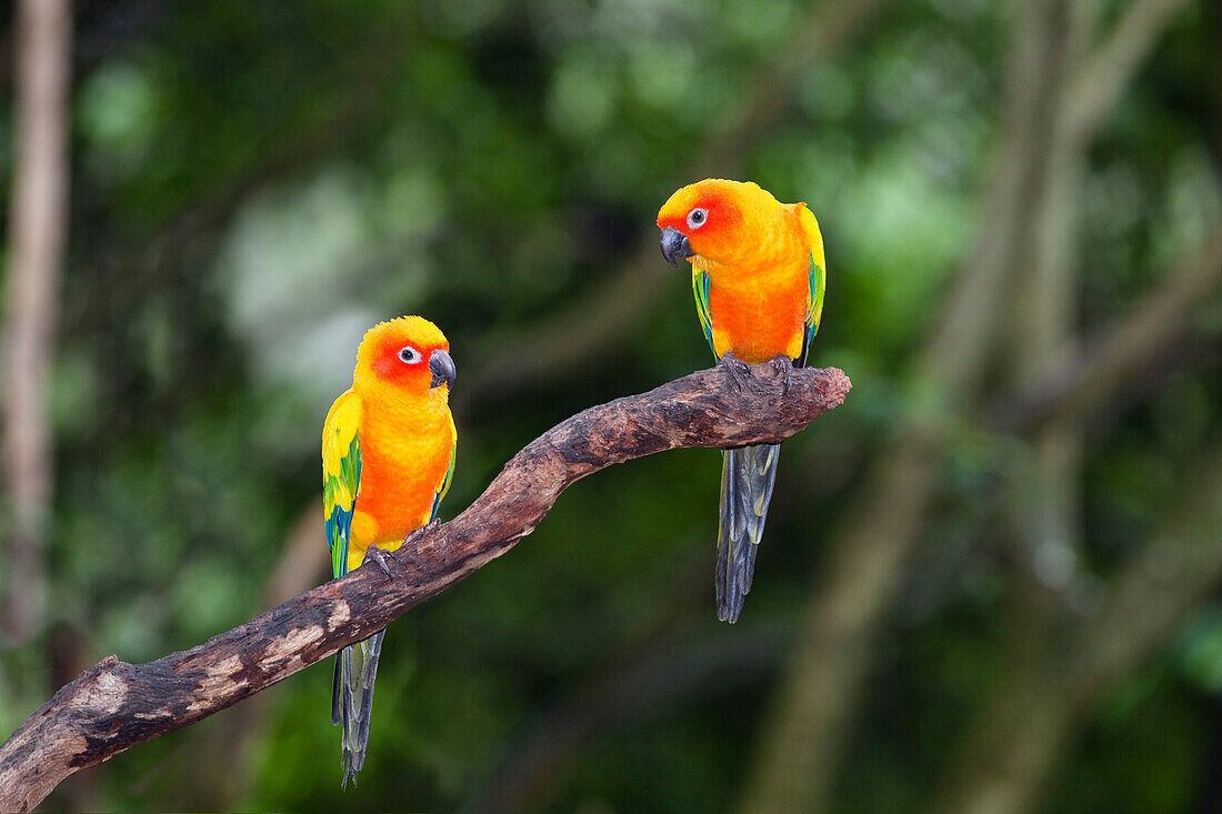 Sun Parakeets, Aratinga solstitialis, South America