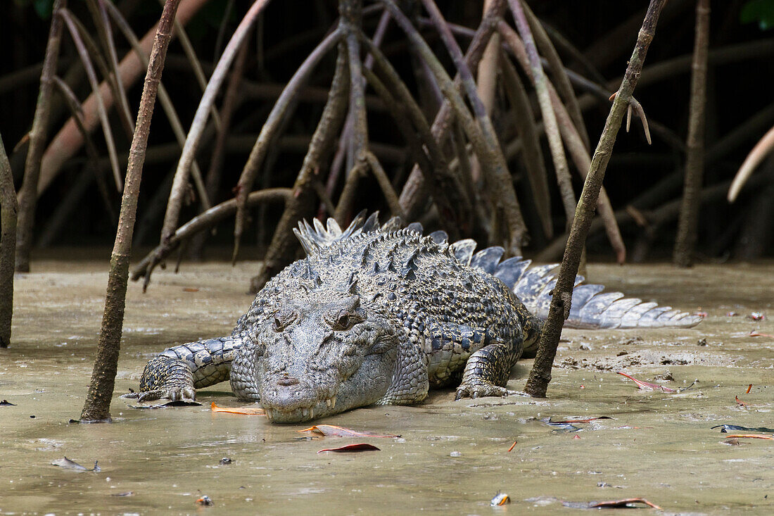 Krokodil, Salzwasserkrokodil sonnt sich zwischen Mangrovenwurzeln, Crocodylus porosus, Daintree Nationalpark, Queensland, Australien