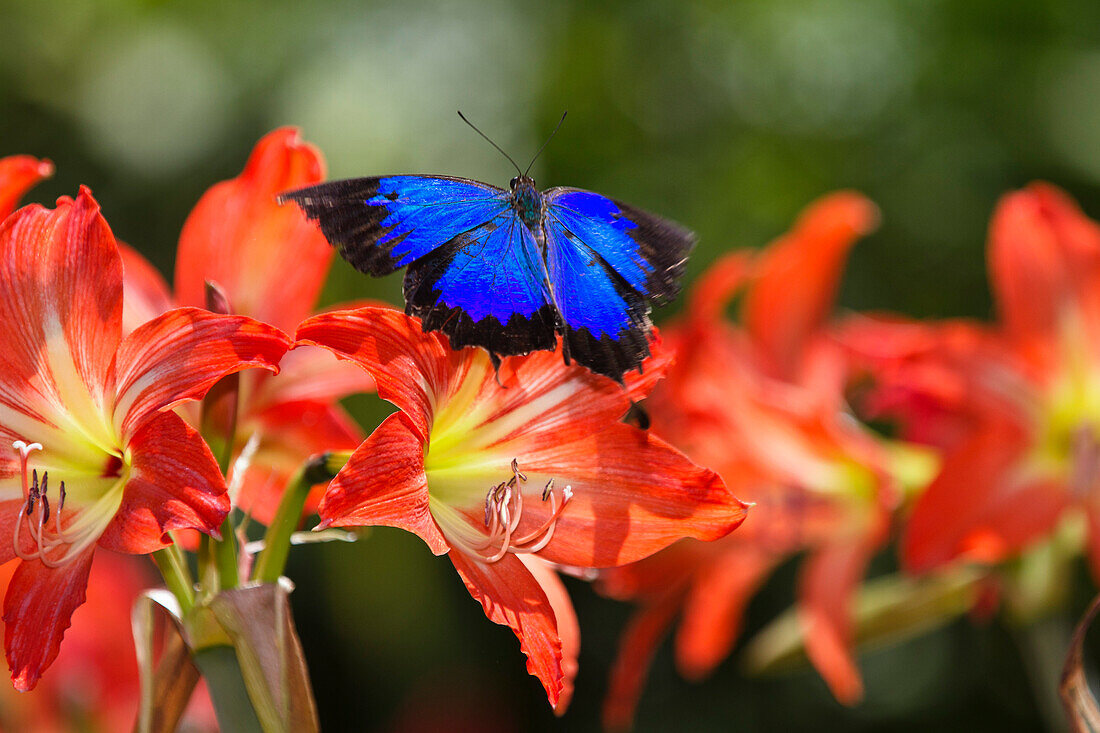 Ulysses butterfly on lilies, Papilio ulysses, Atherton Tablelands, Queensland, Australia