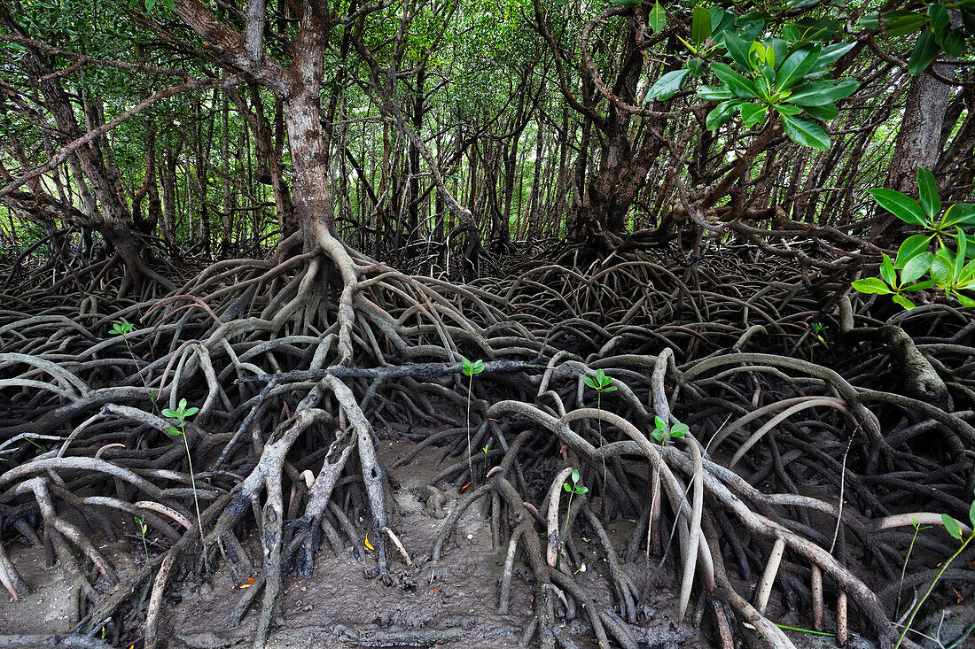 Mangroven auf der Cape York Halbinsel, Nord Queensland, Australien