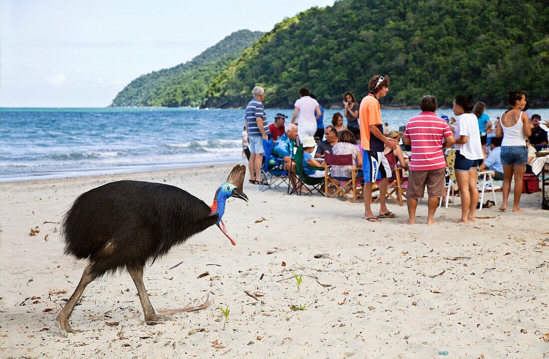 Helmkasuar Weibchen und Touristen am Strand, Casuarius casuarius, Moresby Range, Queensland, Australien