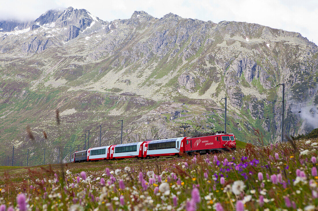 Glacier Express inmitten von Blumenwiesen erreicht die Station Nätschen zwischen Andermatt und Oberalppass, Urserental, Uri, Schweiz