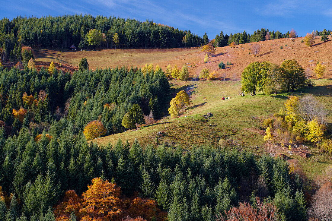 Herbst in  Schönau-Aitern, Wiesental, Südschwarzwald, Schwarzwald, Baden-Württemberg, Deutschland, Europa