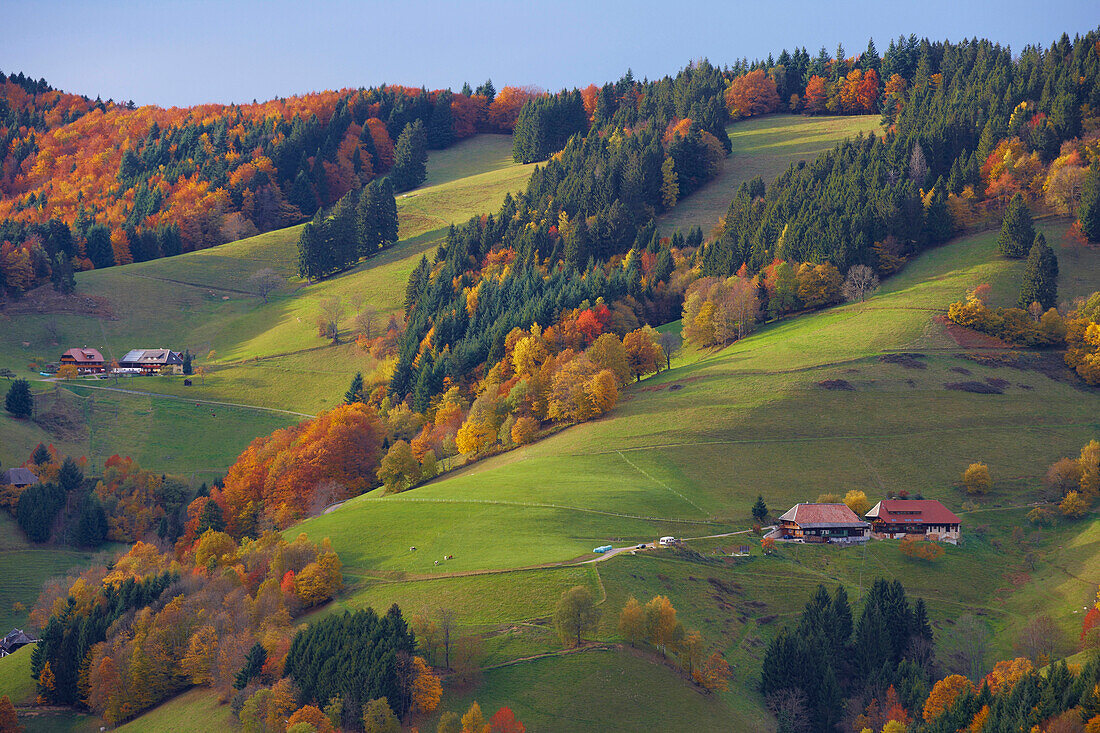 Farmhouses in Obermuenstertal in Autumn, Southern part of the Black Forest, Black Forest, Baden-Wuerttemberg, Germany, Europe