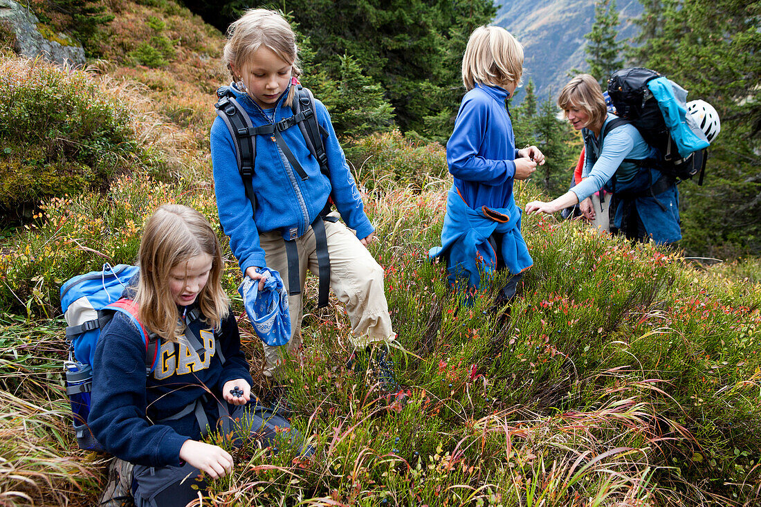 Zwei Mädchen, ein Junge und eine Frau pflücken Blaubeeren auf einer Wanderung in den Bergen, Kanton Uri, Schweiz